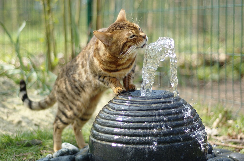 BENGAL_026.jpg