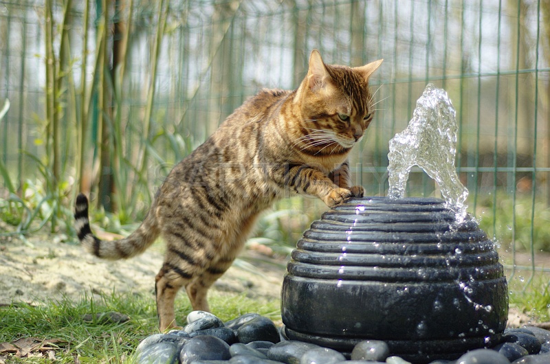 BENGAL_028.jpg