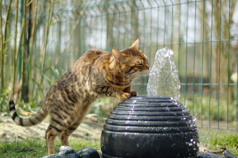 BENGAL_029.jpg