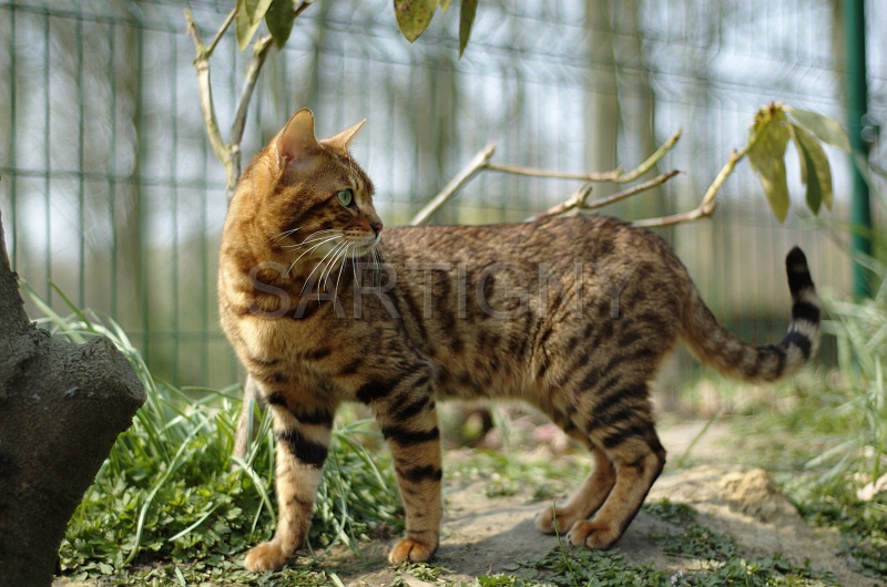 BENGAL_034.jpg
