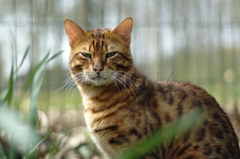 BENGAL_035.jpg