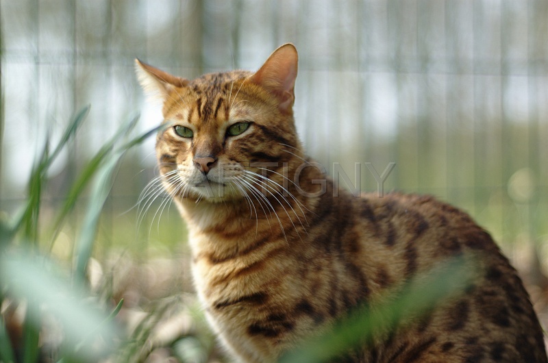 BENGAL_037.jpg
