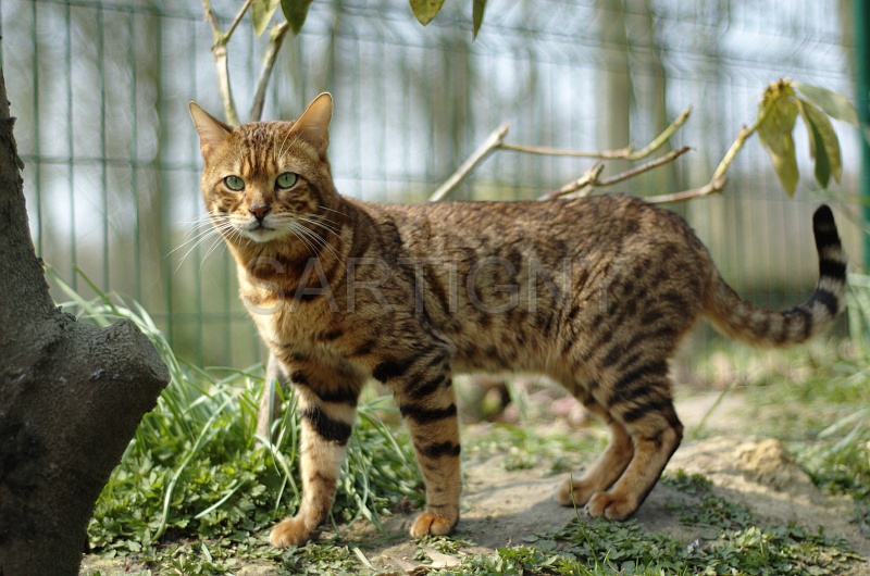 BENGAL_038.jpg