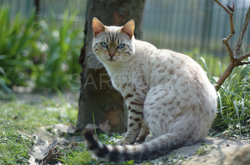 BENGAL_040.jpg
