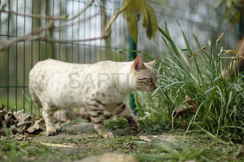 BENGAL_042.jpg