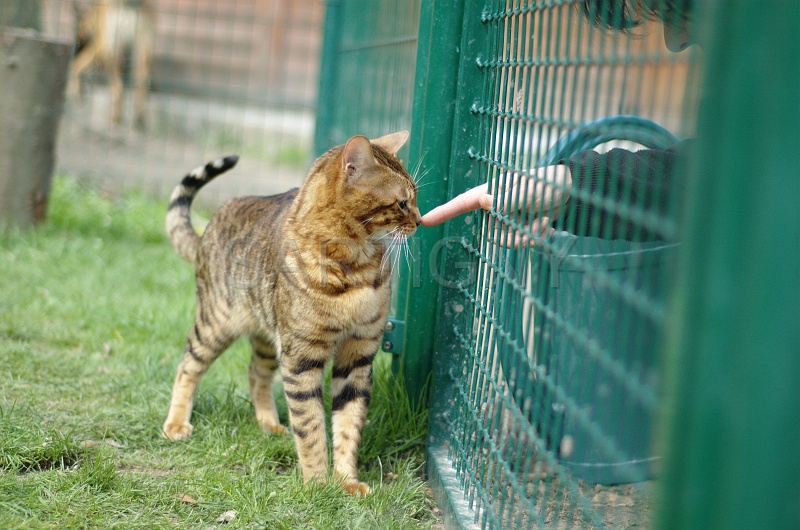 BENGAL_043.jpg