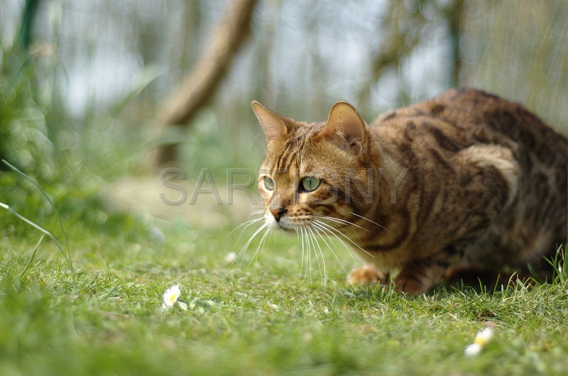 BENGAL_044.jpg