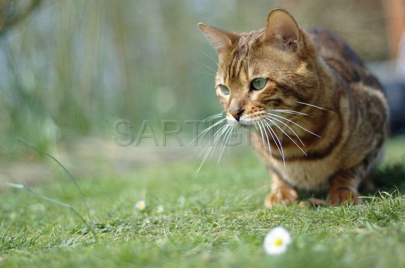 BENGAL_045.jpg