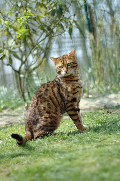 BENGAL_062.jpg