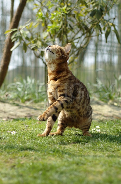 BENGAL_066.jpg