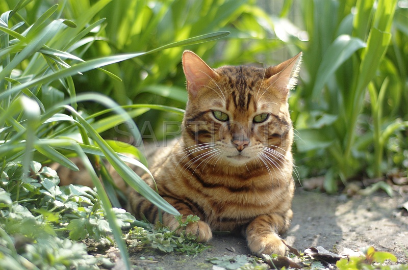 BENGAL_072.jpg