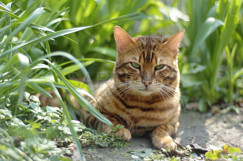 BENGAL_073.jpg