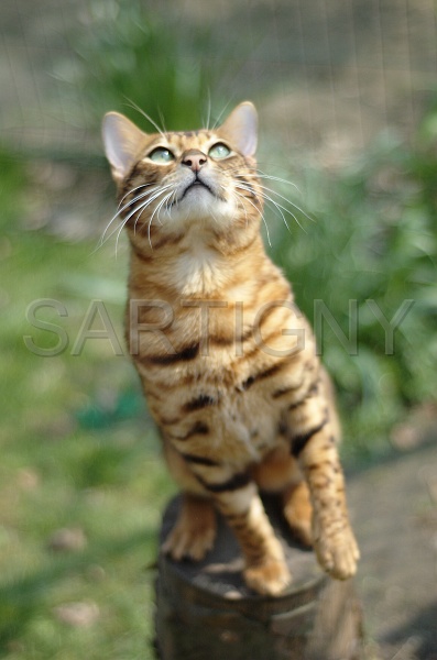 BENGAL_085.jpg