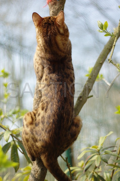 BENGAL_091.jpg