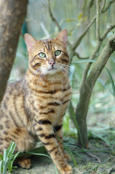 BENGAL_122.jpg