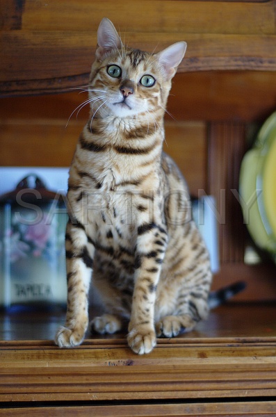 BENGAL_130.jpg
