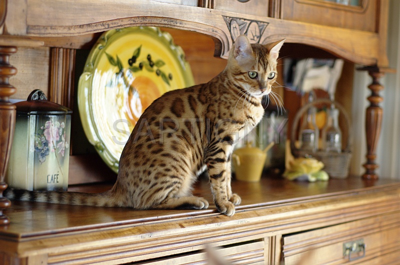 BENGAL_137.jpg