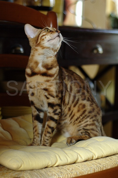 BENGAL_144.jpg