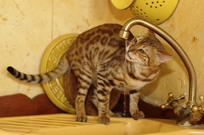 BENGAL_147.jpg