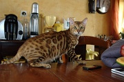 BENGAL_001