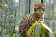 BENGAL_003