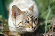 BENGAL_007