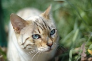 BENGAL_008