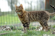 BENGAL_015