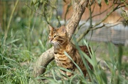 BENGAL_016