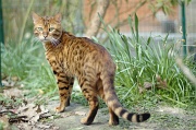 BENGAL_019