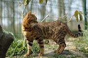 BENGAL_034