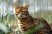 BENGAL_035