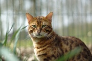 BENGAL_036