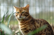 BENGAL_037