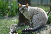 BENGAL_039