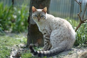 BENGAL_040