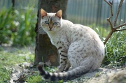 BENGAL_041