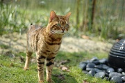 BENGAL_049