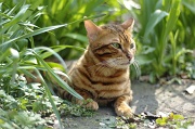 BENGAL_070