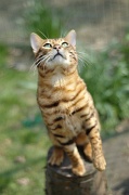 BENGAL_085