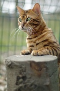 BENGAL_104