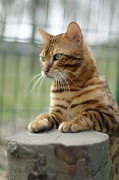 BENGAL_106