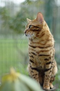 BENGAL_107