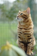 BENGAL_109