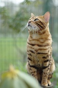 BENGAL_111