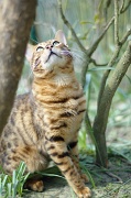 BENGAL_123