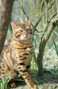 BENGAL_124