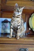 BENGAL_128