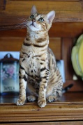 BENGAL_131