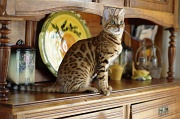 BENGAL_136